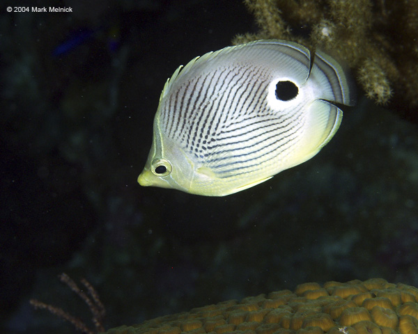 Butterfly-Fish