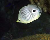 Butterfly-Fish