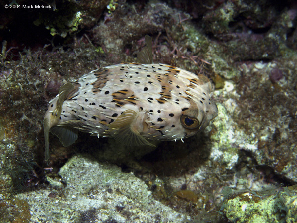 Balloonfish