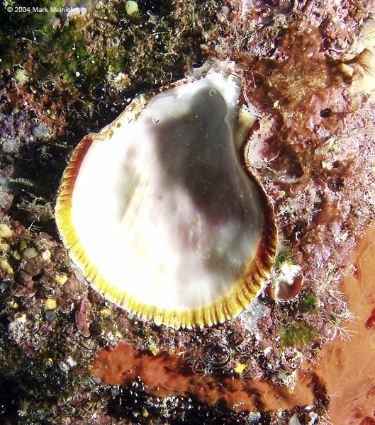 Clam