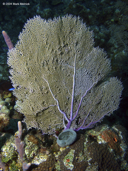 Sea-Fan