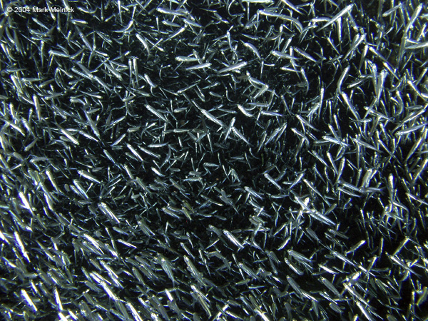 Silversides