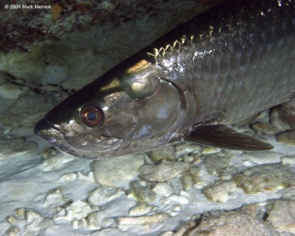 Tarpon