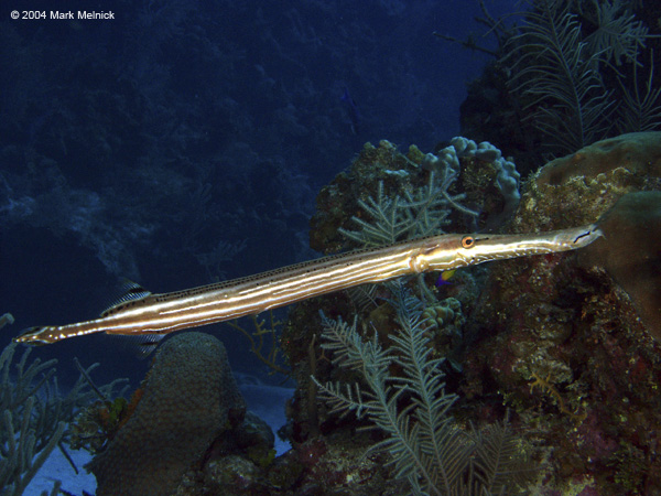 Trumpet-Fish