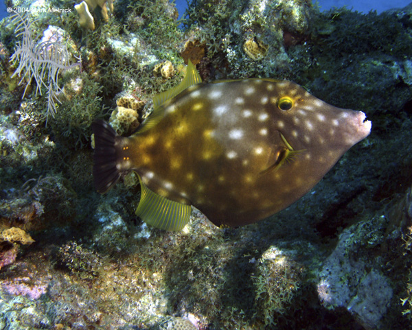 Whitespotted Filefish