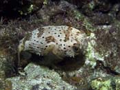 Balloonfish