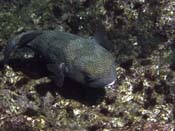 Spotted Burrfish