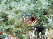 Squirlfish