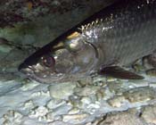 Tarpon