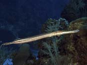 Trumpet-Fish