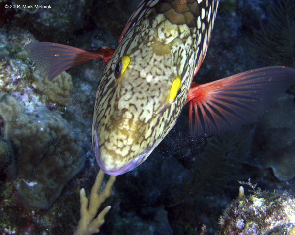 Stoplight-Parrotfish