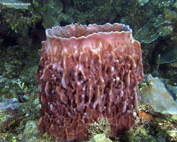 Beautiful Sponge