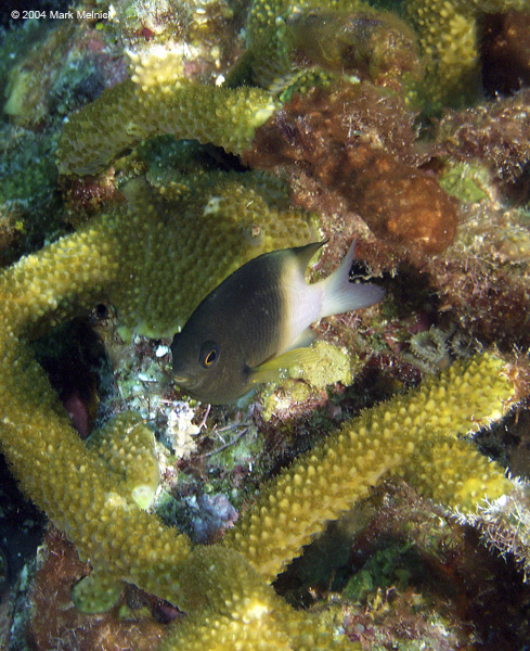 Bicolor Dameselfish