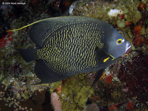 French-Angelfish-2