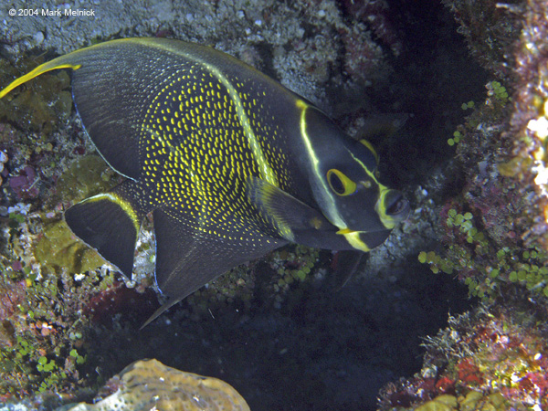 French-Angelfish