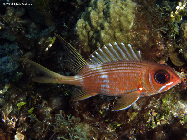 Longspine Squirrelfish