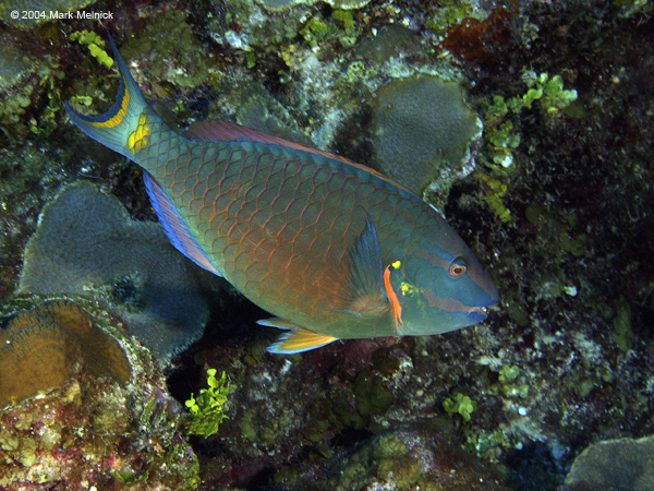 Stoplight Parrotfish