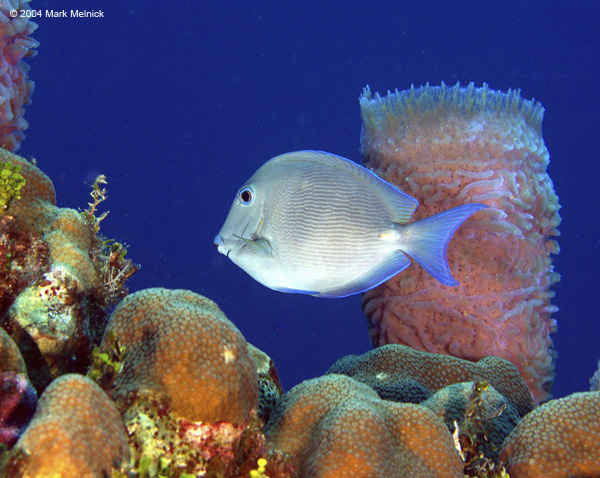 Surgeonfish