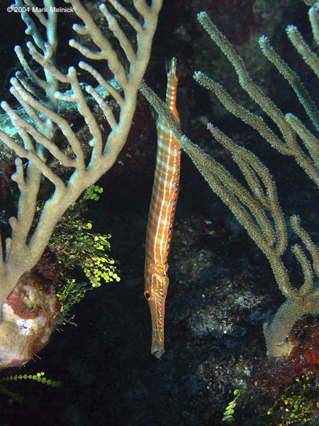 Trumpet-Fish