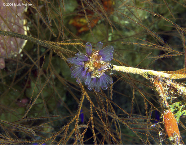 Tunicate