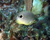 Foureye Butterflyfish