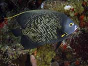 French-Angelfish-2