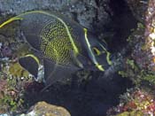 French-Angelfish