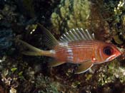 Longspine Squirrelfish