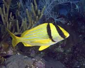 Porkfish