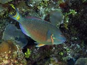 Stoplight Parrotfish