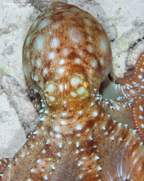 2octopus1