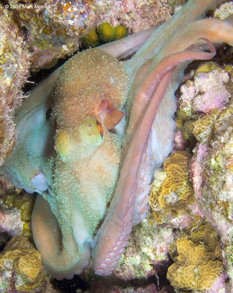 b1octopus12