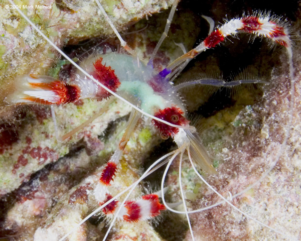 bandshrimp2