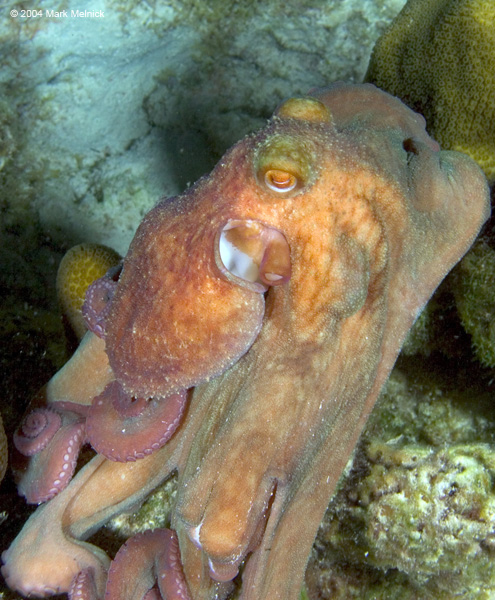 boctopus4