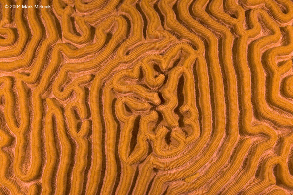 brain