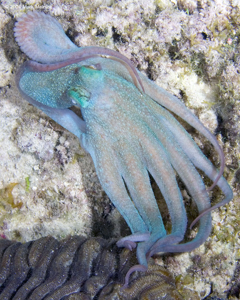 coctopus9
