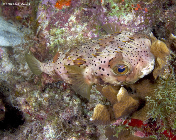 cpuffer2