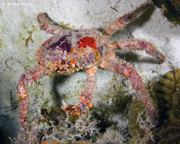crab