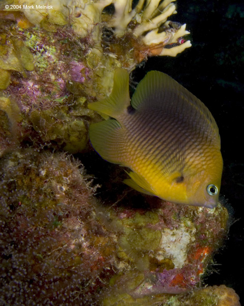damselfish