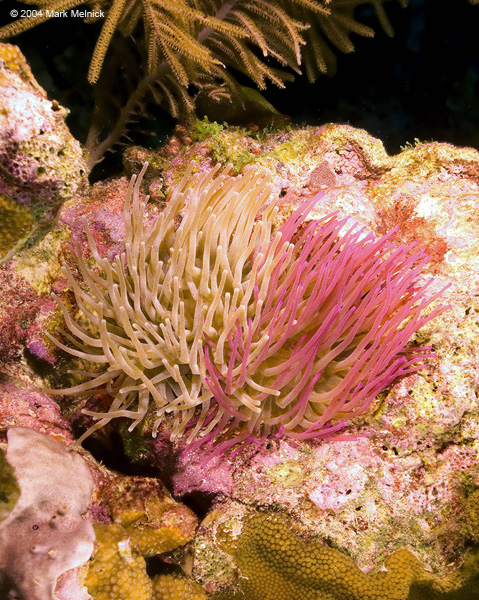 dualaneome