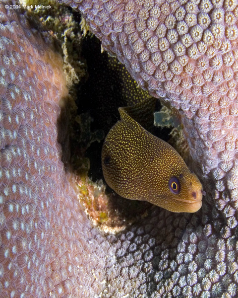 eel1