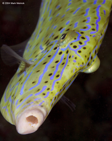 filefish