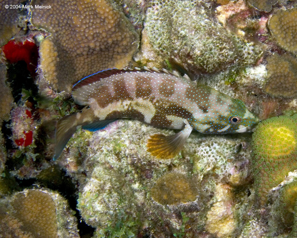fish