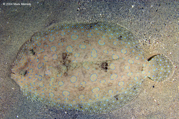 flounder2