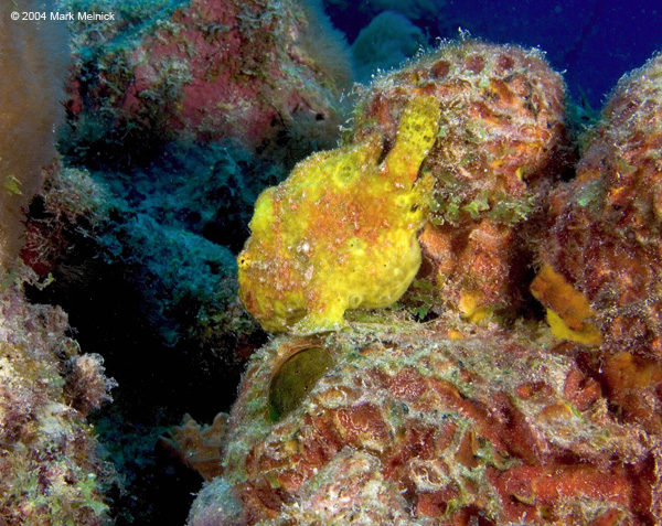 frogfish1