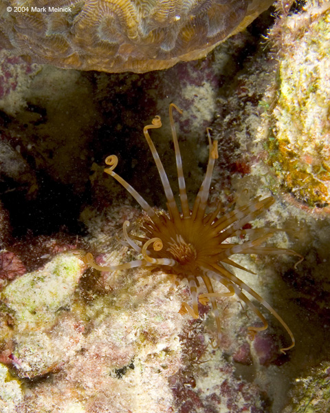 little-aneome