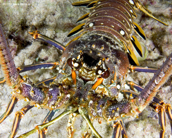 lobster