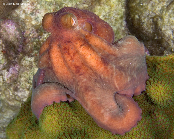 loctopus3