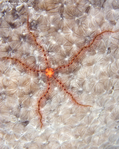 macro3