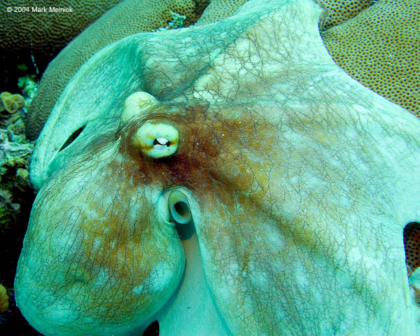 moctopus11